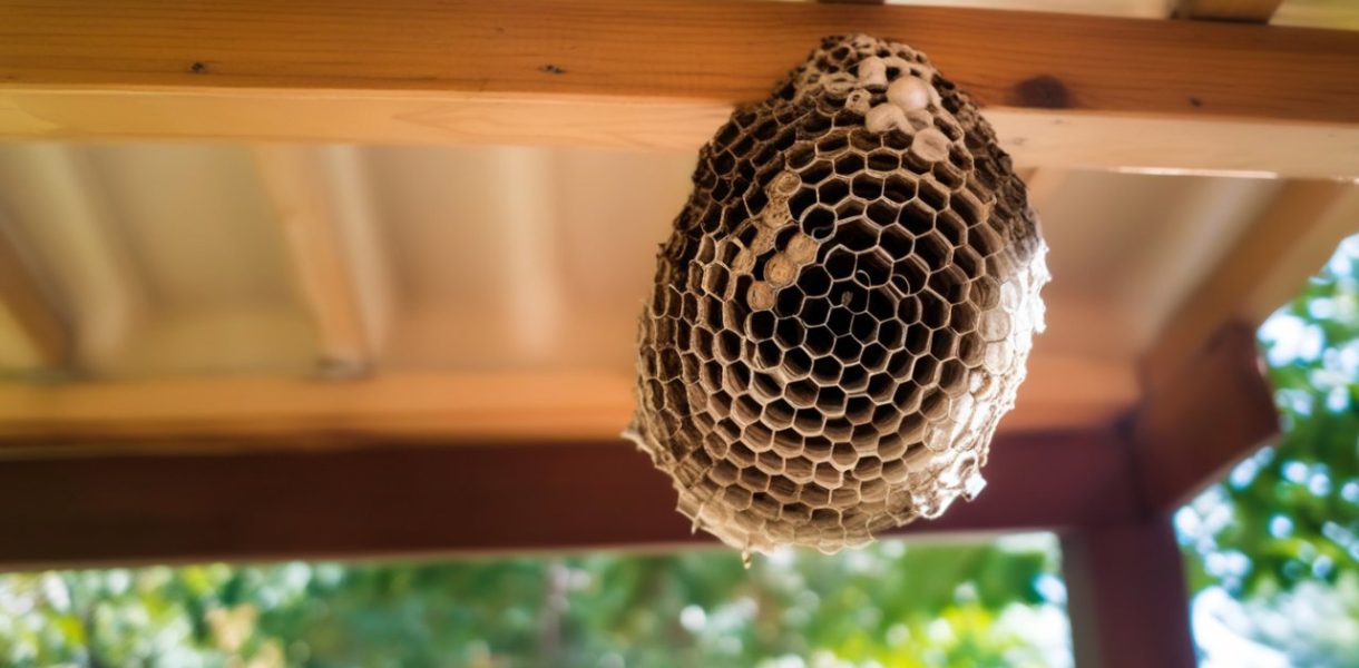 Un nid de guêpes chez vous ? Comment réagir pour protéger votre maison et votre famille ?