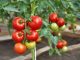 Tomates d'exception : les variétés incontournables pour un jardin gourmand et coloré
